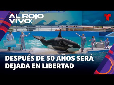 Liberan a la orca Lolita tras 50 años de vivir en cautiverio en un acuario de Miami