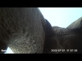 African Elephant vs Bushnell Trophy Cam