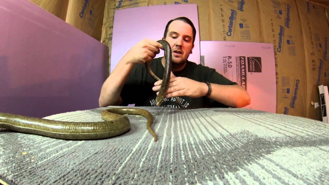 Tinley park reptile show unboxing. YouTube