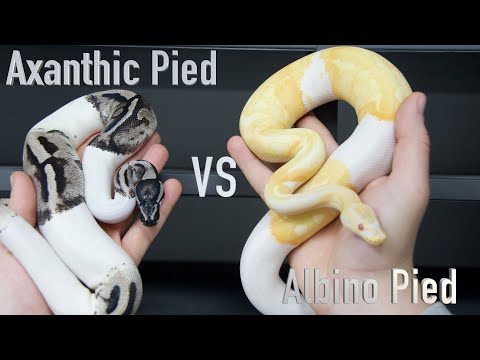 The GENE that STARTED THE CRAZE IN BALL PYTHONS!!!🤯🤯🤯