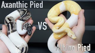 The GENE that STARTED THE CRAZE IN BALL PYTHONS!!!🤯🤯🤯