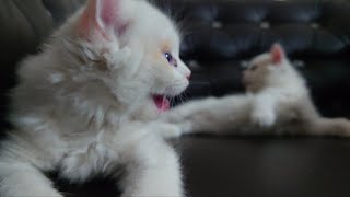 Funny kittens | Funny cats | Playful pets #catlover #kittens #catsworld #foryou