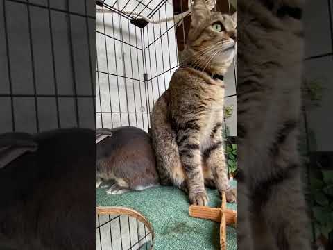うさぎのお家で寛ぐ猫。#shorts