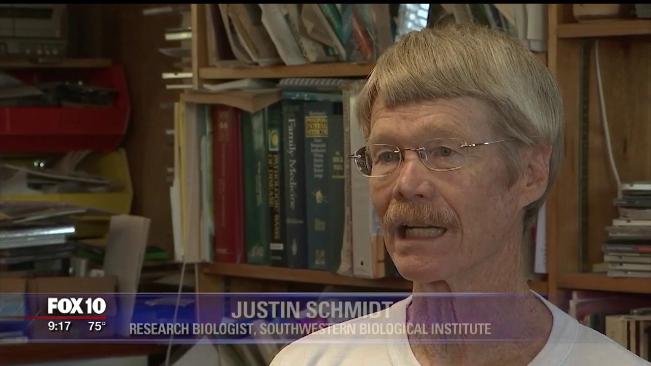 Man rates ants found in Arizona at the top of the "pain list"