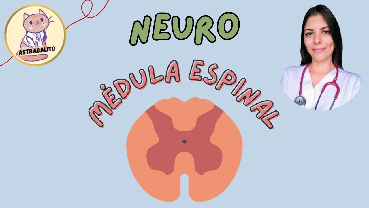 Midula Sign MÉDULA ESPINAL | ANATOMÍA - UBA - YouTube