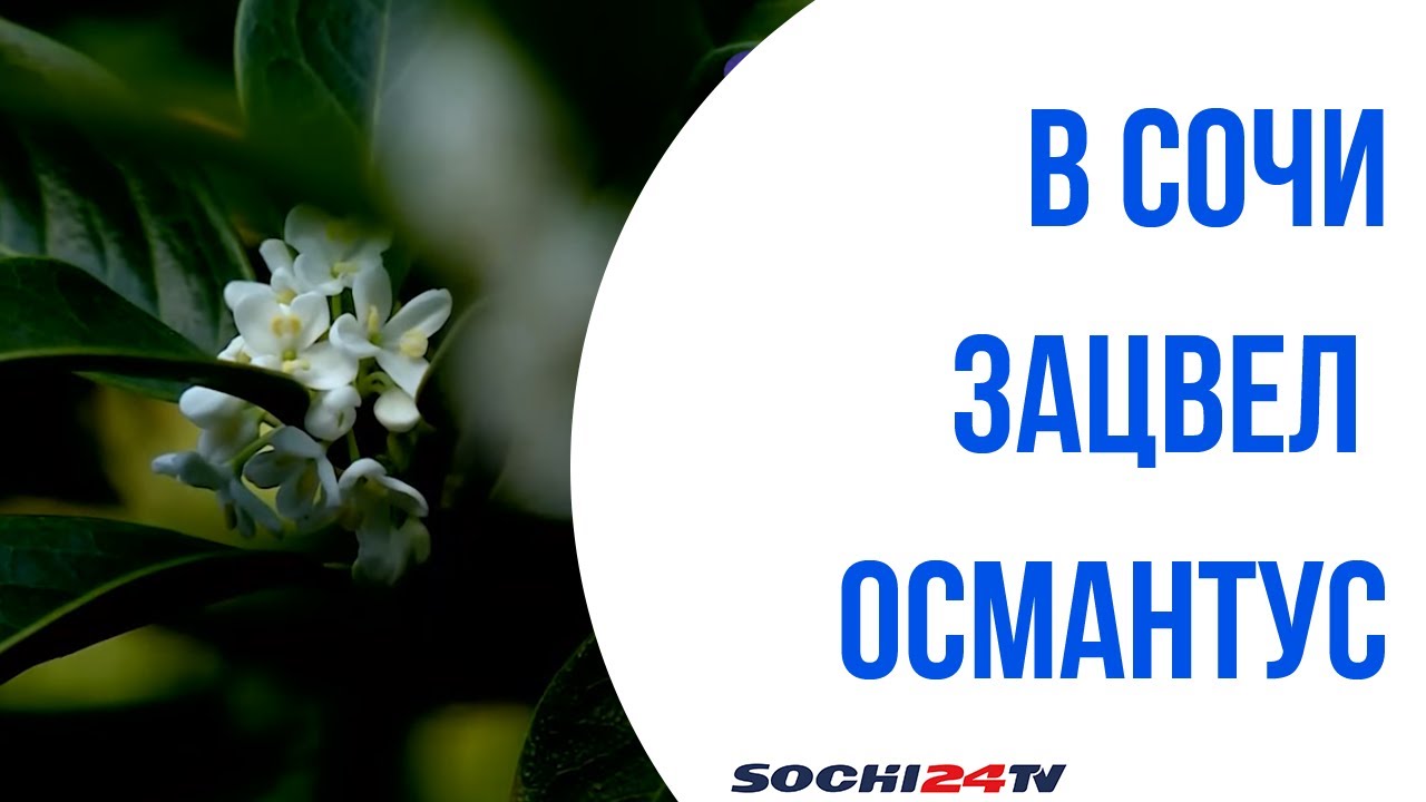 В Сочи зацвёл османтус