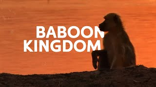 Africa's Golden Baboons Fighting Against The Perils Of Life | Wildlife Documentary
