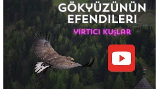 En Güçlü Yirtici Kuşlar - Kartal, Şahin, Baykuş, Akbaba Resimi