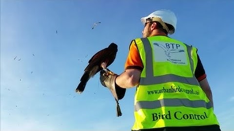 BTP Seagull Control with birds of prey - Harris Hawks