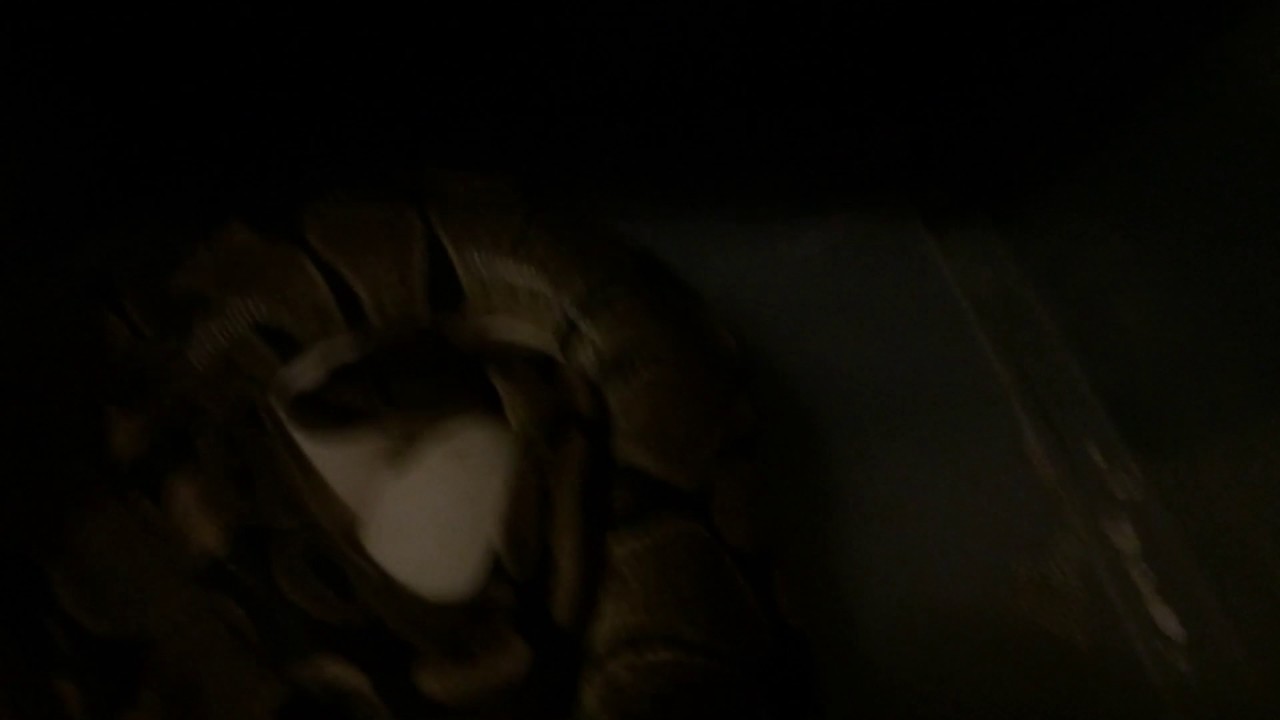 camera iphone 8 plus apk First ball python clutch of 2017!