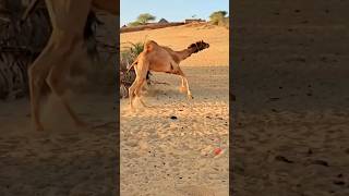 Camel runing very fast camels desertwildlife الجمال الابل viewskaisebadhaye