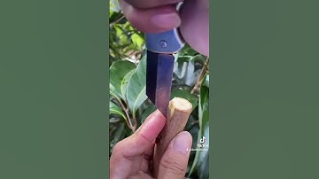 Kỹ thuật ghép cây vải thiều Lục Ngạn