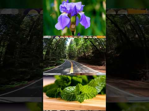       عطر ليام لطافة بديل جريس شارنيل بي دي كاي  