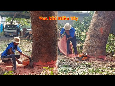 Video Vua Khỉ kết hợp với xe cẩu có cưa hoàn thành cây Xà Cừ... - youtube