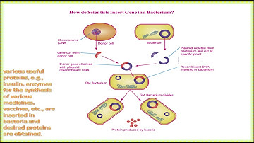 8th Class General Science - Ch 3 -  Lecture - 2 -Introduction to Gene into Bacterium