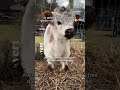 Gare aux arnaques TikTok pour sauver des refuges animaliers