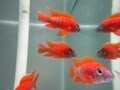 How To Breed African Cichlids