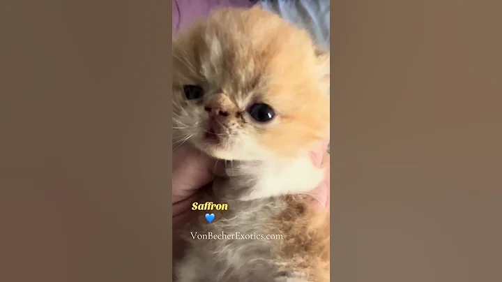 Video 11389391: exotic kitten