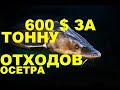 600 $ ЗА ТОННУ ОТХОДОВ ОСЕТРА