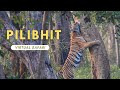 Best tiger sighting on road in pilibhit tiger reserve