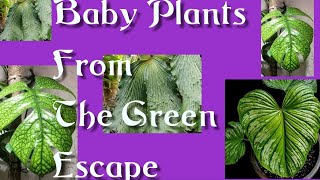 Plant Haul from Green Escape / Etsy