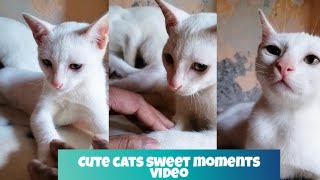 Cute cat | cat videos | cat Bella | adorable cat video cat pet @nanisdays1483