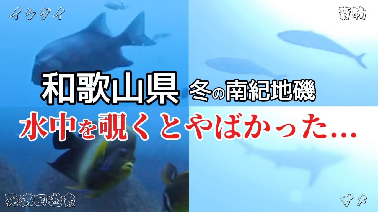 真冬の地磯に魚はいるの? 和歌山県南紀で水中カメラを沈めて調査したらとんでもないことになった...!!