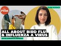 All about bird flu and Influenza A virus