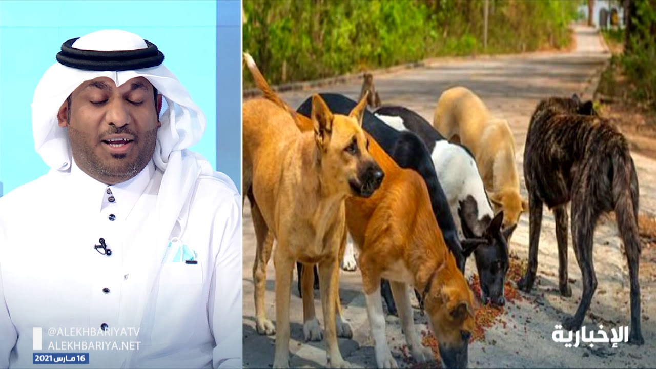 كيف يمكن التعامل مع الحيوانات الضالة؟ الطبيب البيطري د. عبدالله البطيان يجيب