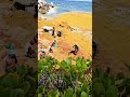 Sargasso seaweed cleanup Xcaret Playa del Carmen Mexico tropical Caribbean Sea beach life #travel