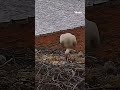 Balıkçı Adem Yılmaz ile kurduğu dostlukla tanınan Yaren leyleğin yavruları yumurtadan çıktı.