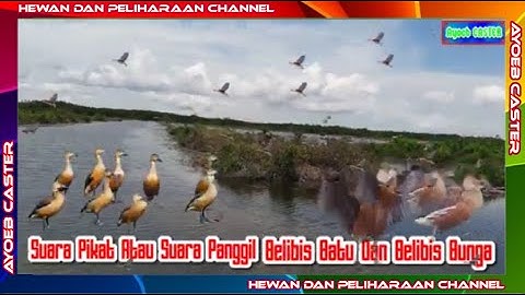 Suara Pikat Atau Suara Panggil Belibis Batu Dan Belibis Kembang @ayoebcaster