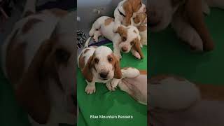 Basset hound puppies