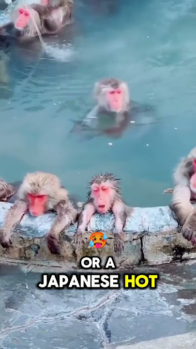 Monkeys Take Over Japanese Hot Springs for the Ultimate Spa Day! 🐒💦🧖‍♂️ #shortsfeed #short #fyp