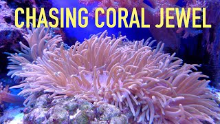 What Exactly Are Coral Reefs ? |Everything About Coral Reefs Types, Locations, Atmosphere and Areas
