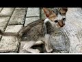 Abandoned Kitten Walking Alone Looking For Food. Episode 1