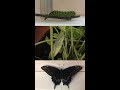 Black Swallowtail Caterpillar to Chrysalis to Butterfly | Short