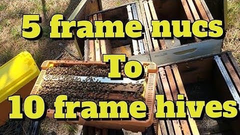 how to put 5 frame bee nuc in to 10 frame boxes  #beekeeper #beekeeping #newbeekeeper #carsandfarms