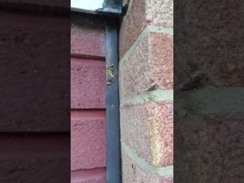 Video: Er hornet en edderkopp?