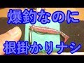アコウ釣れまくり！根掛かりしない！軽量ジカリグのススメ。