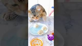 very hungry cat / eats a treat