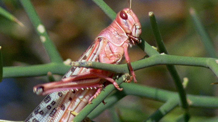 Swarm Of Locusts DEVOUR Everything In Their Path | Planet Earth | BBC Earth