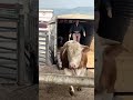 Big Simmental bull 🐄🥩😱 #bigcow#big#cow#bull#bigbull#simmental#fyp#fy#simental#shorts #cattle #calves