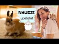 Nyuszi update szuszmval