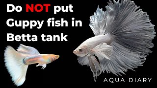 You Must Watch This Before Adding Guppy Fish In Betta Tank.