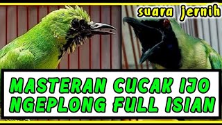 Masteran cucak ijo gacor suara jernih, cucak ijo ngeplong full isian