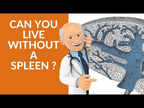 Can you live without a spleen? ( spleen functions )