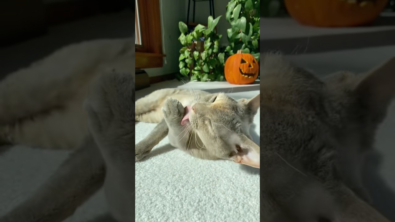 Another sunspot ☀️ 