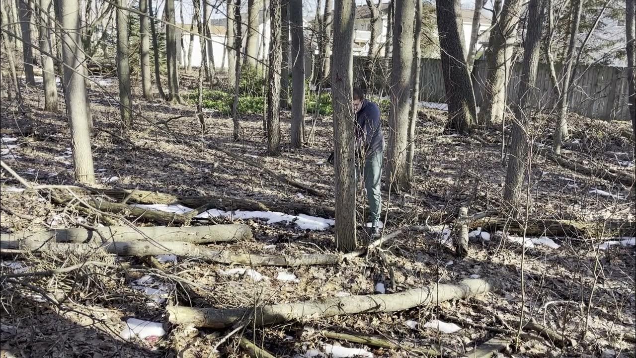 Ryobi Chain Saw and How to Fell a Tree YouTube