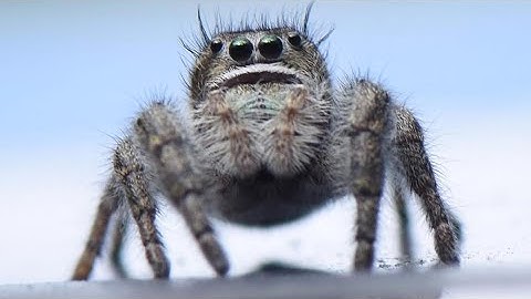 How many species of spider are there